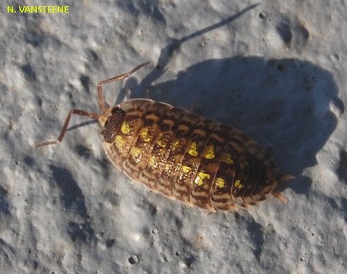 Porcellio monticola